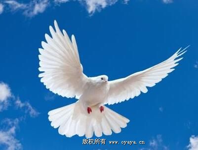 短彩信群发平台如何使用